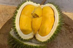Cara menanam durian montong 